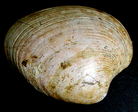 Callista italica